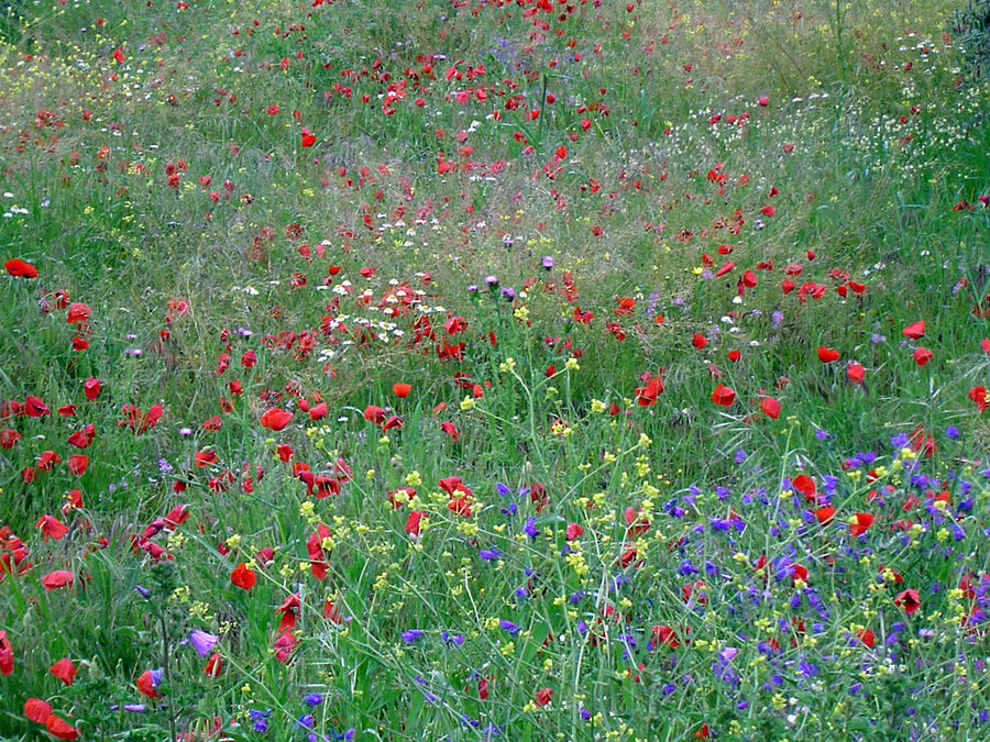 wiese in den alpen