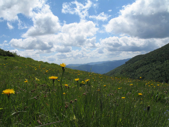 Wiese in den Vogesen