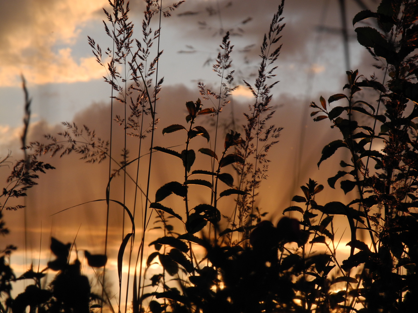 Wiese in der Abenddämmerung