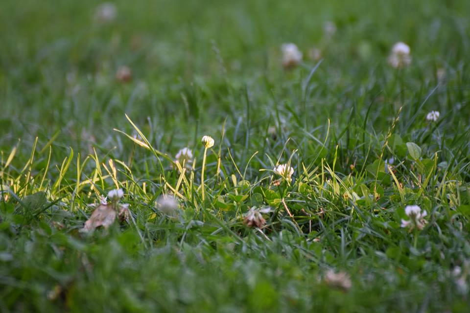 Wiese in der Abendsonne