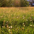 Wiese in der Abendsonne (bei Hilchenbach-Müsen)