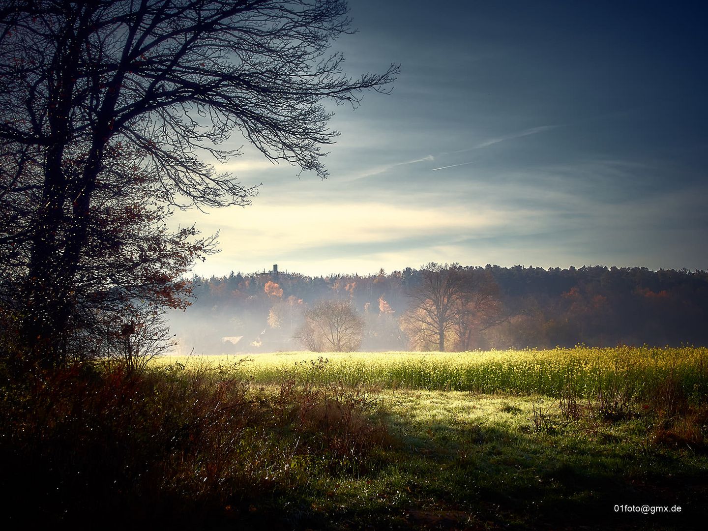 Wiese in der Morgensonne