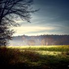 Wiese in der Morgensonne