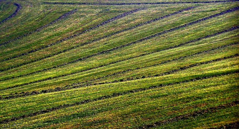 Wiese in Herbststimmung