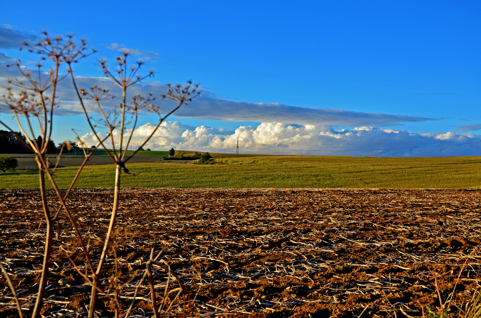 Wiese in NRW