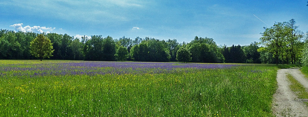 Wiese in Oberösterreich 