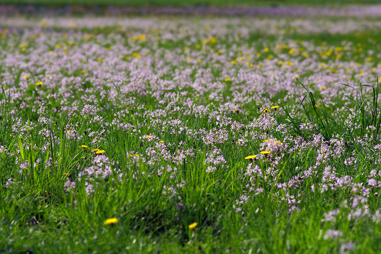 Wiese in voller Blüte