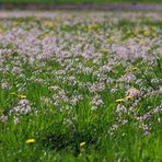 Wiese in voller Blüte