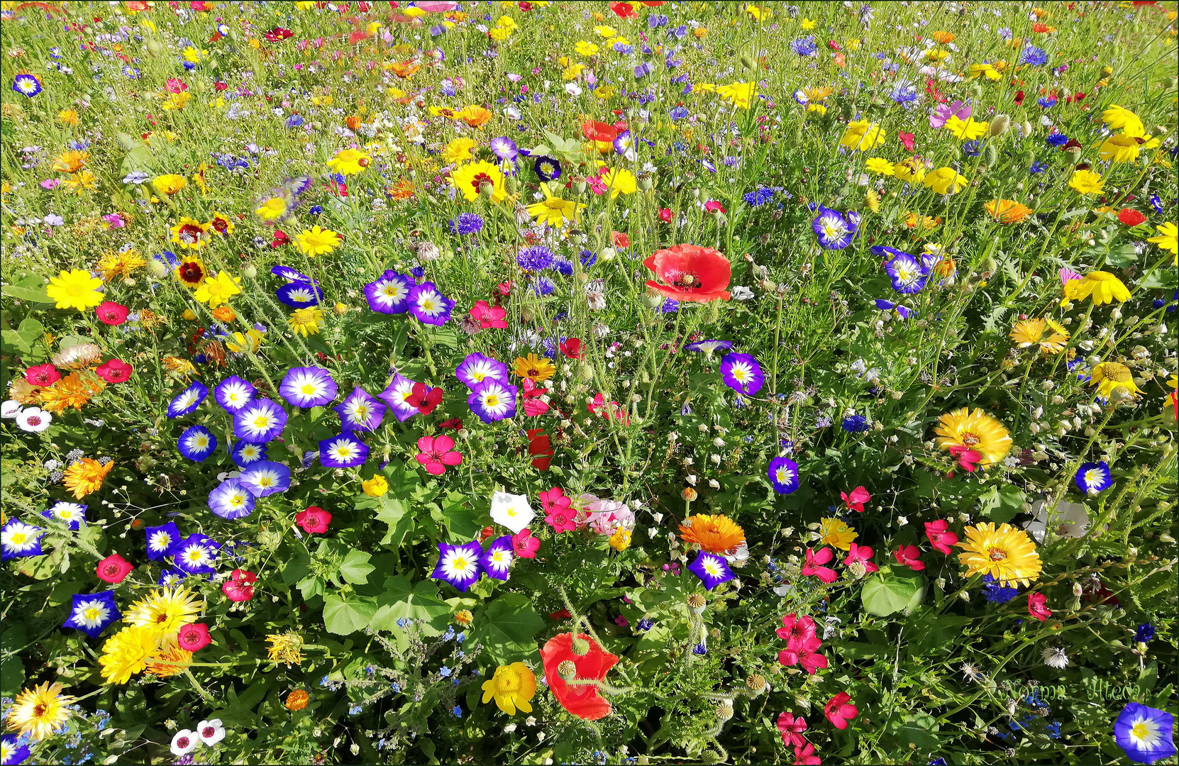 Wiese juli 2020 Foto & Bild landschaft , natur, blumen Bilder auf