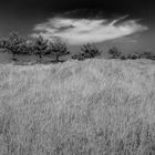 Wiese Kiefern Wolken