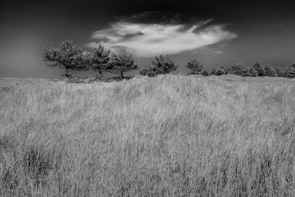 Wiese Kiefern Wolken