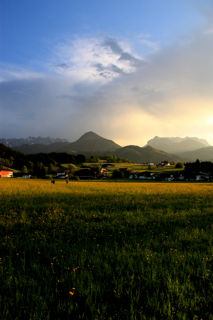 Wiese - Kössen 2011