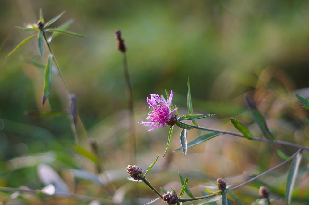 Wiese Manuell Bokeh