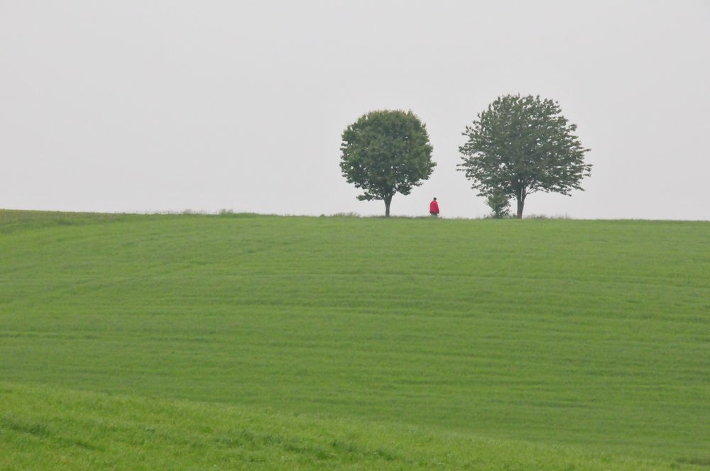 Wiese mit 2 Bäumen