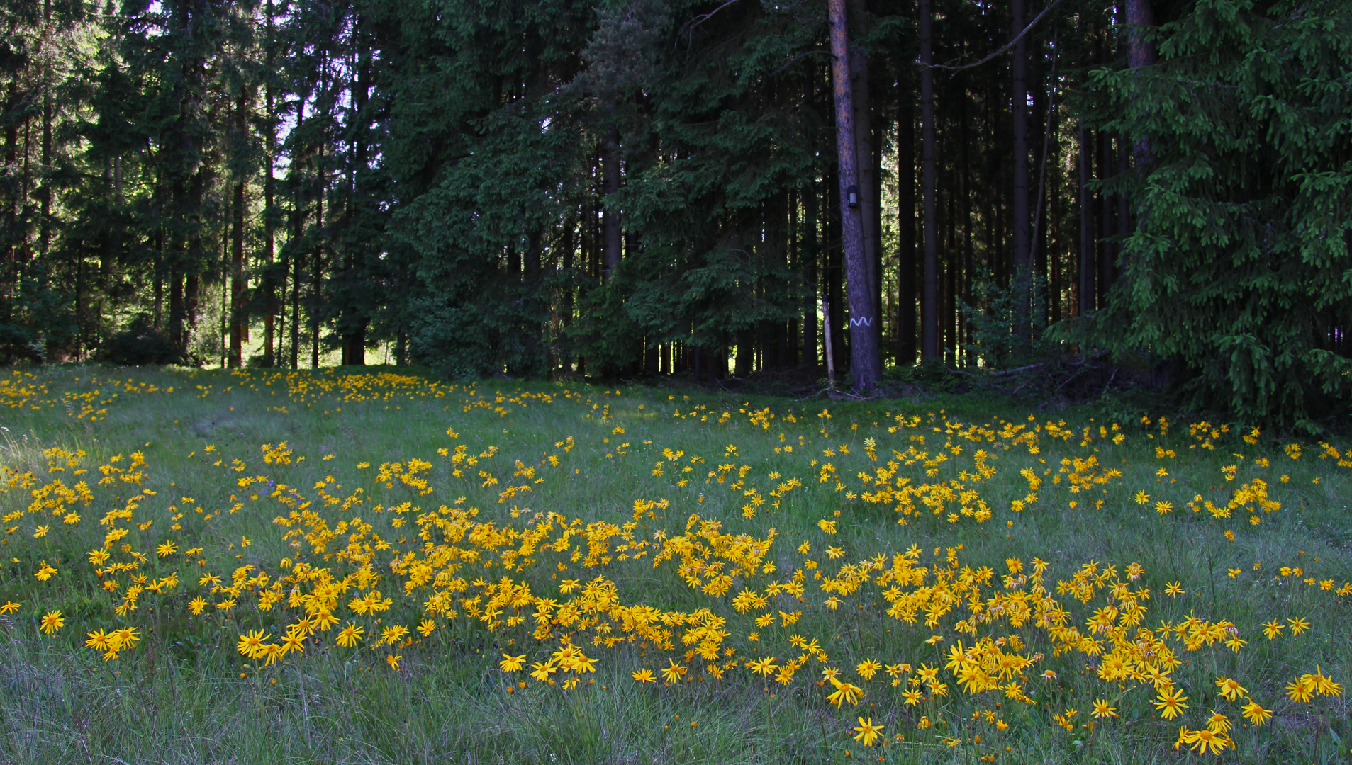 Wiese mit Arnika Foto & Bild natur, pflanzen, heilpflanzen Bilder auf