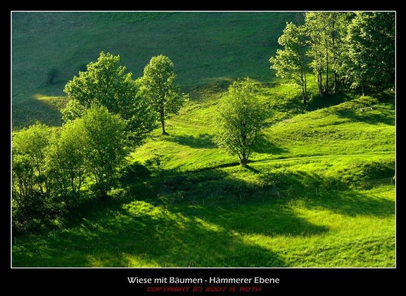 Wiese mit Bäumen