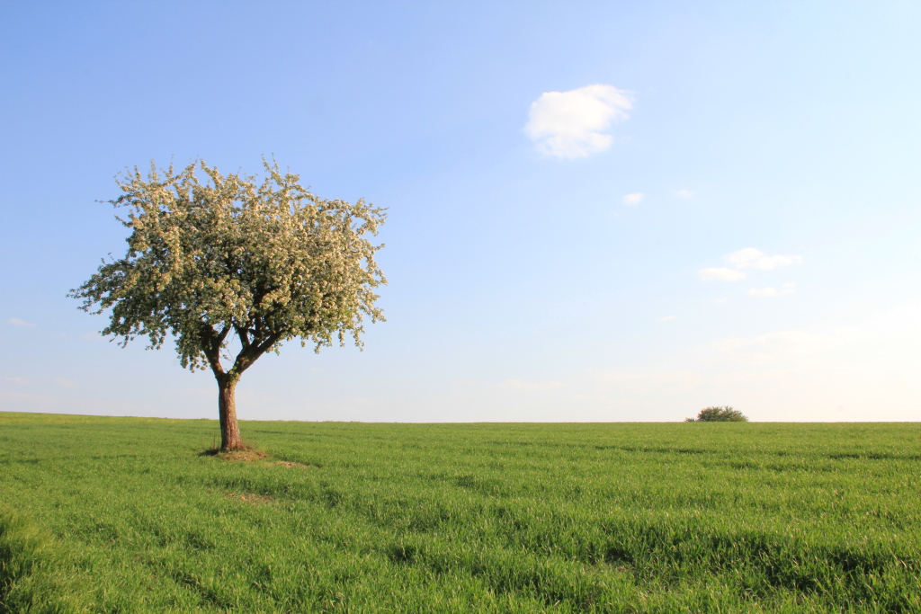 Wiese mit Baum