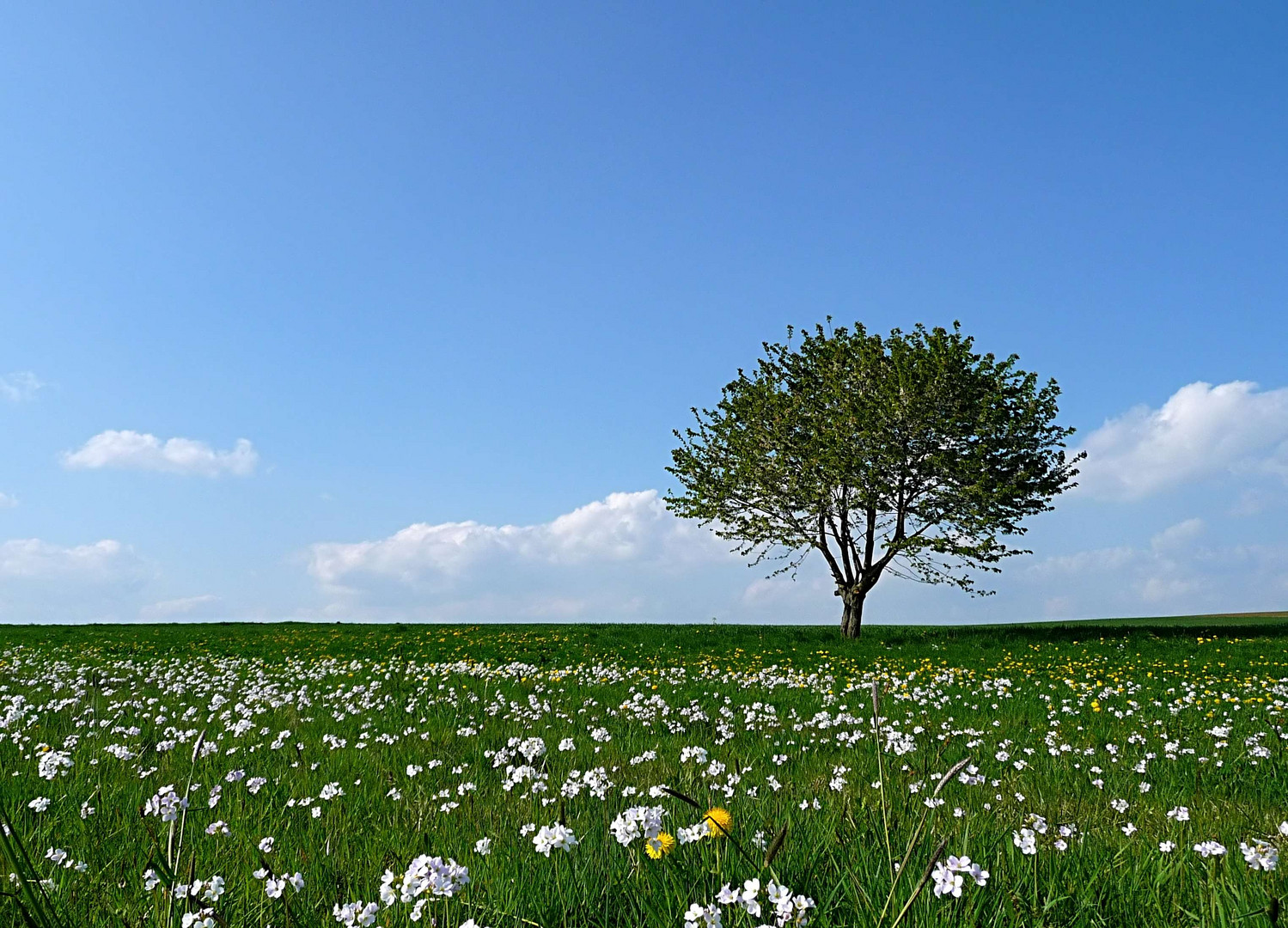 Wiese mit Baum