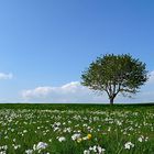 Wiese mit Baum