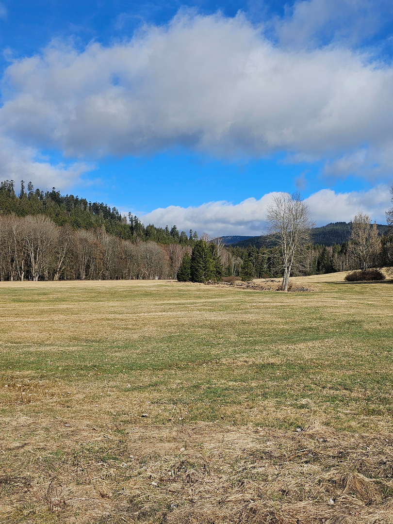 Wiese mit bayerischem Wald