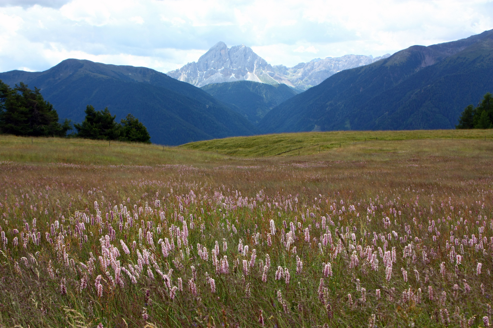 Wiese mit Bergpanorama