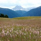 Wiese mit Bergpanorama