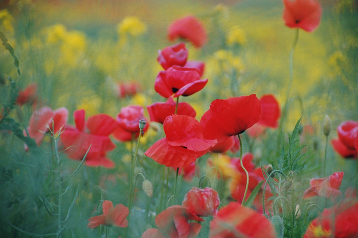 Wiese mit Blumen