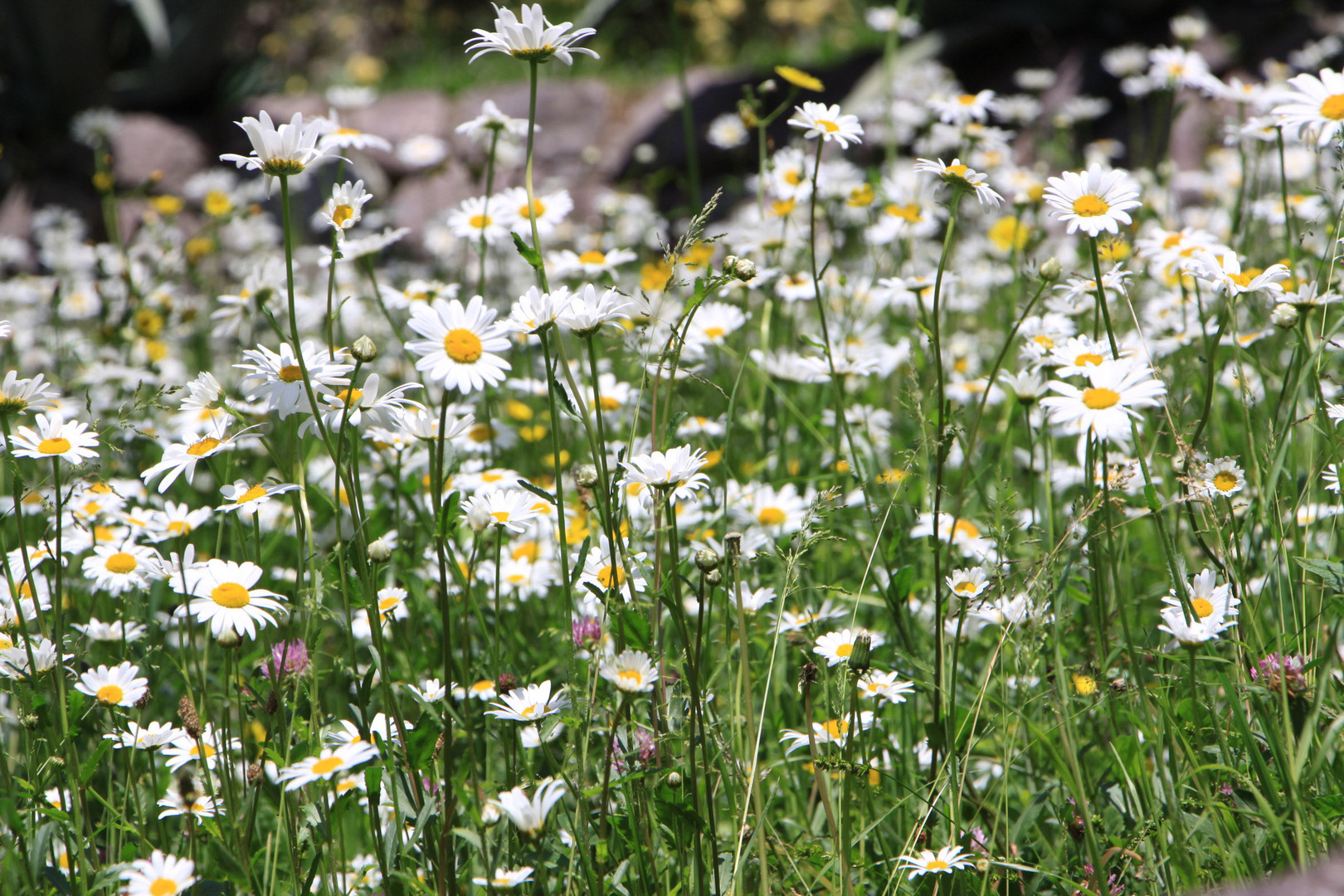 Wiese mit Blumen