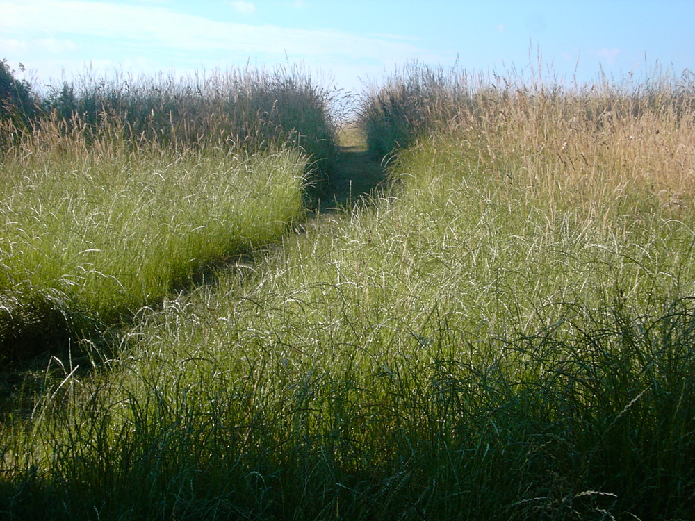 Wiese mit Einschnitt