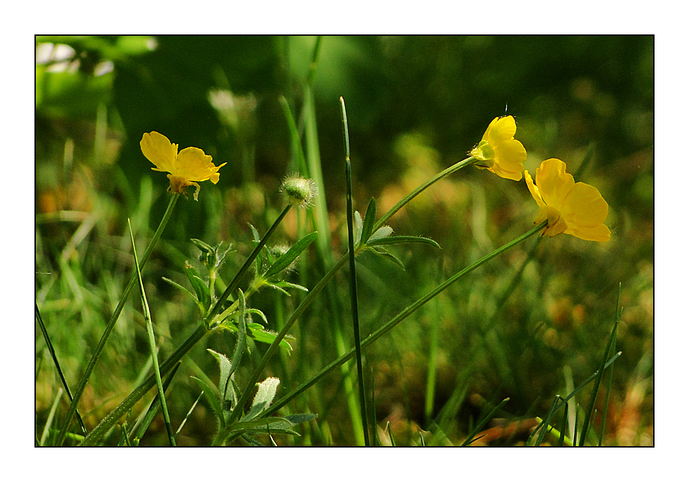 wiese mit gelben blümchen