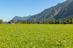 Wiese mit Herbstzeitlosen