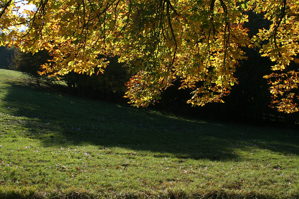 Wiese mit Herbstzeitlosen im Lainzer Tierpark