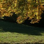 Wiese mit Herbstzeitlosen im Lainzer Tierpark