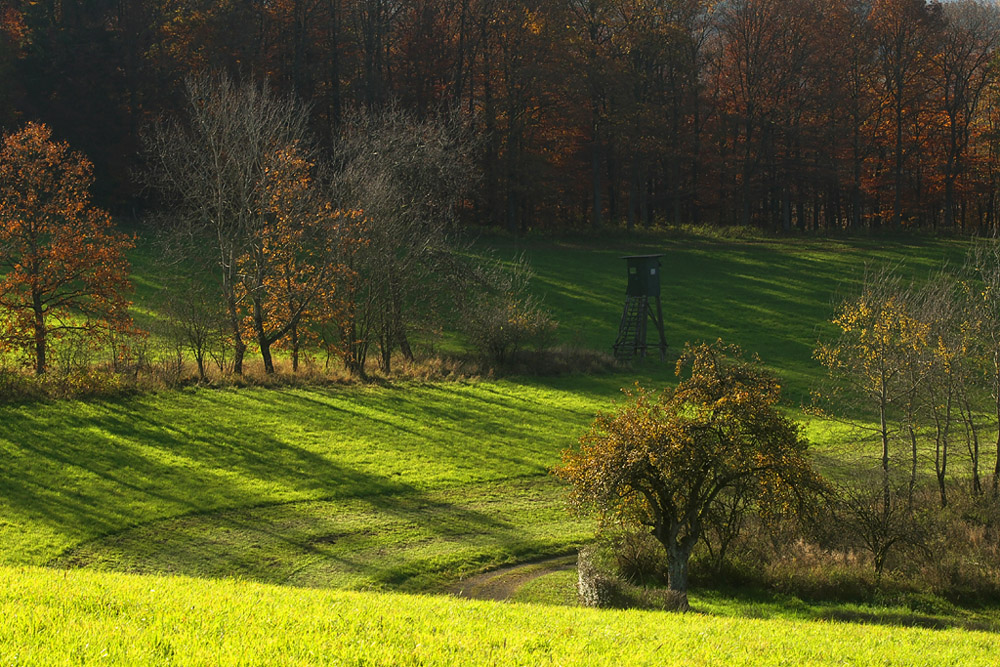 Wiese mit Hochsitz