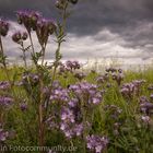 Wiese mit Hummel