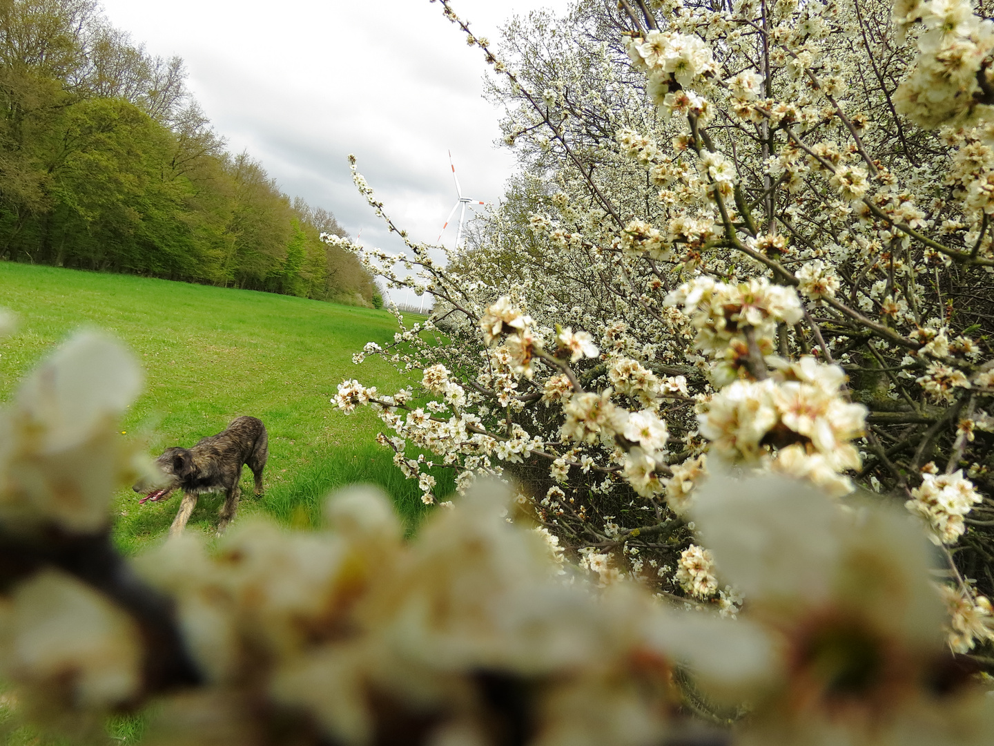 Wiese mit Hund