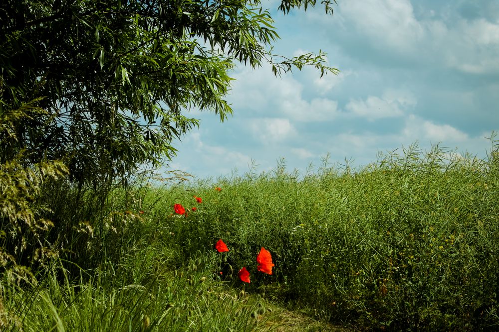 Wiese mit Klatschmohn