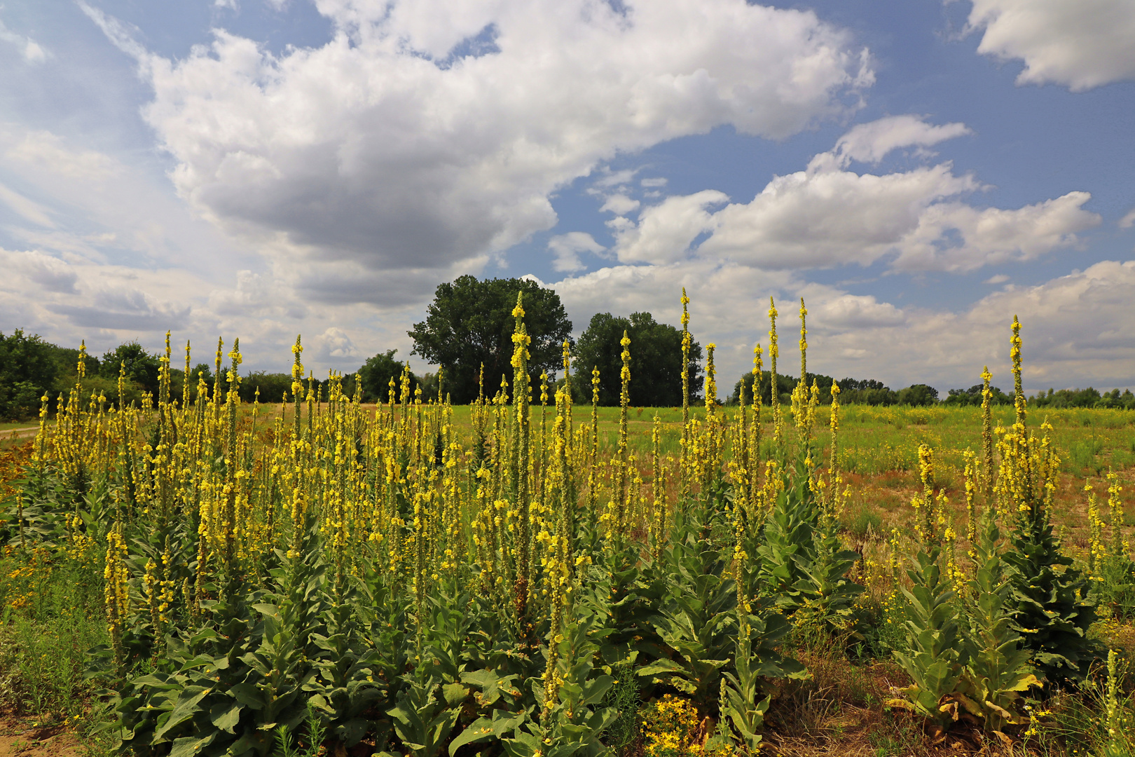 Wiese mit Königskerzen