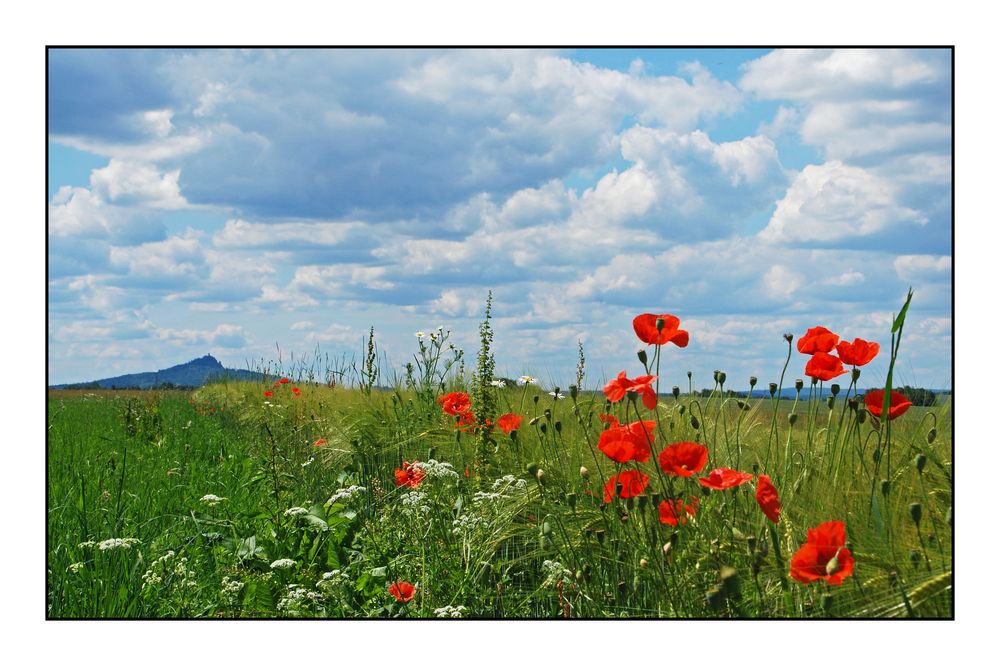 Wiese mit Kulm