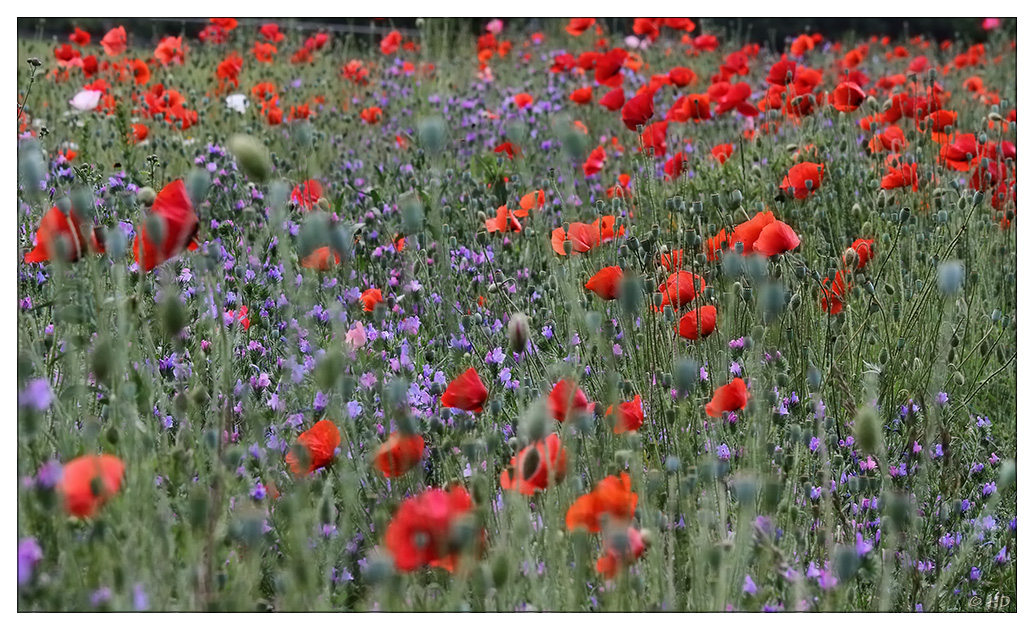 Wiese mit Mohn