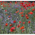 Wiese mit Mohn