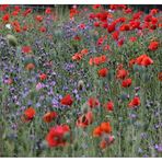 Wiese mit Mohn