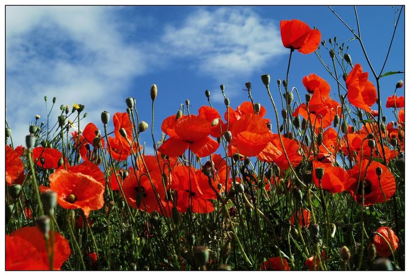 Wiese mit Mohnblumen