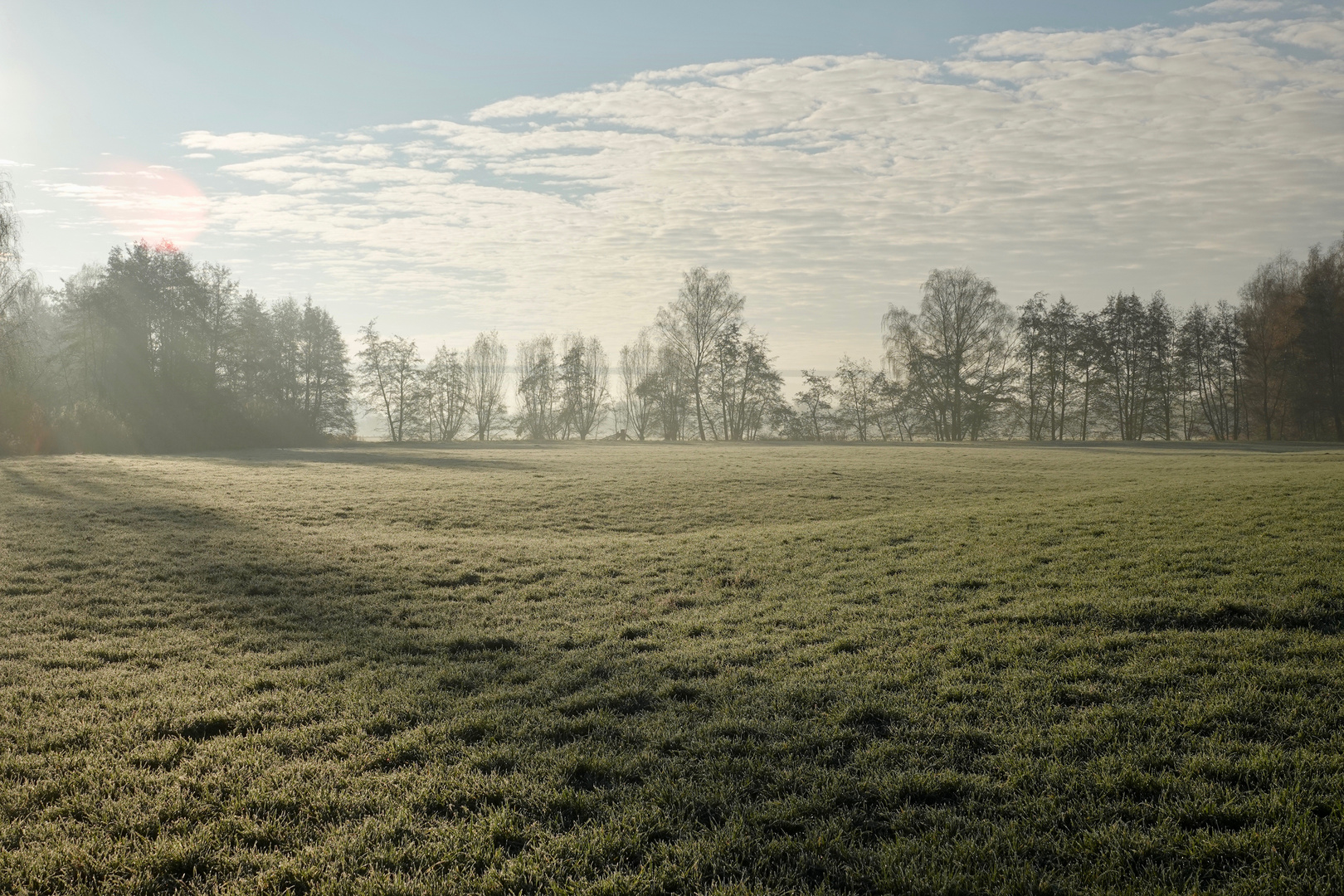 Wiese mit Morgenfrost