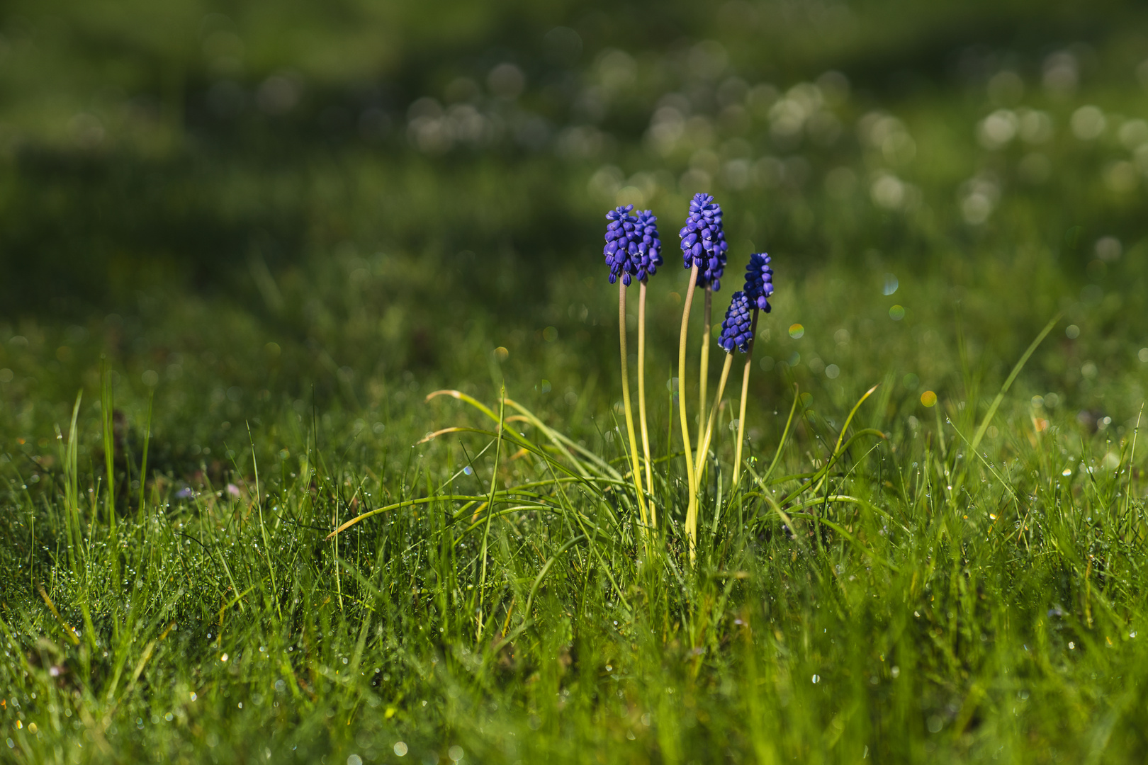 Wiese mit Morgentau