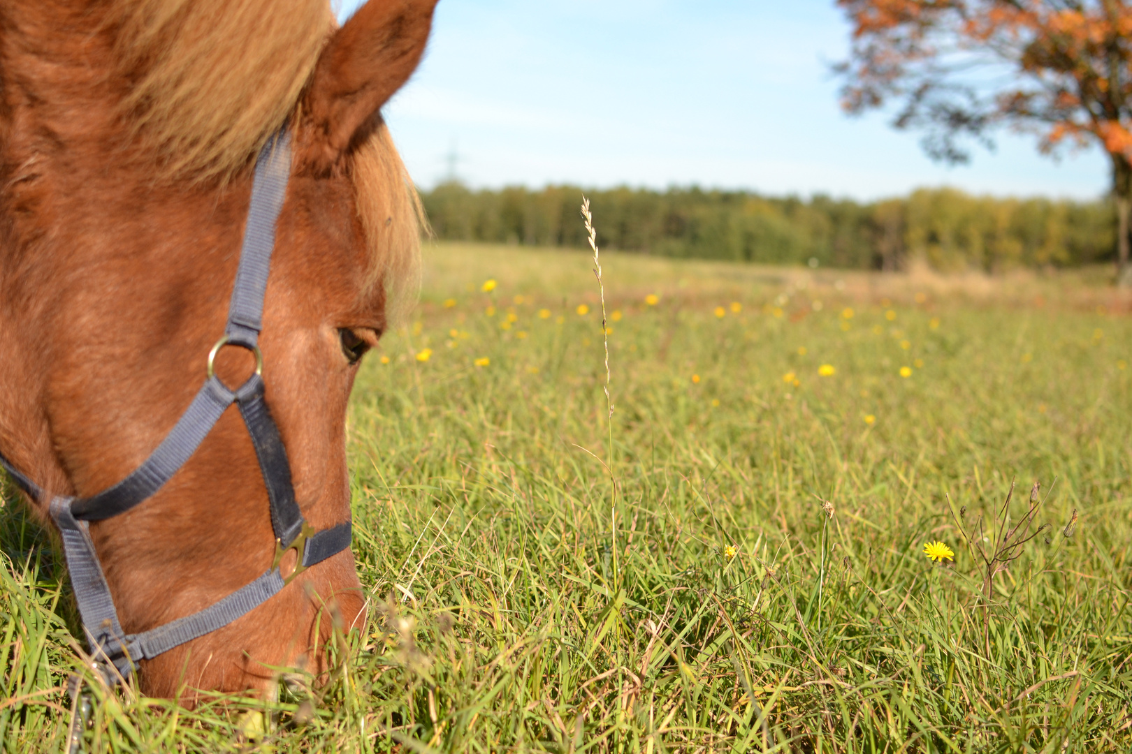 Wiese mit Pferd