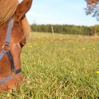 Wiese mit Pferd