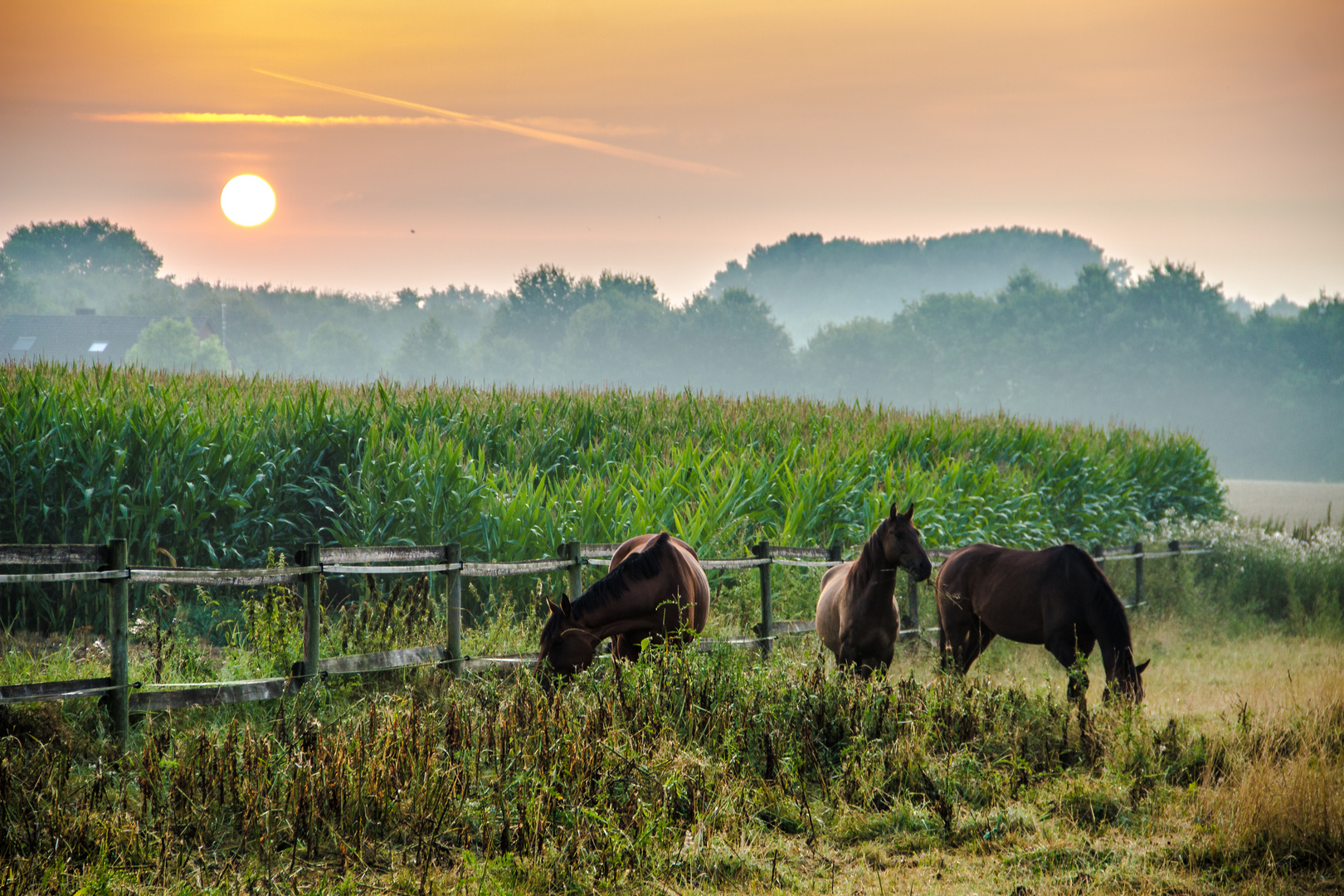 Wiese mit Pferden am Morgen