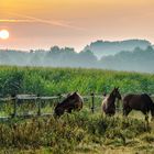 Wiese mit Pferden am Morgen