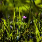 Wiese mit rotem Blümchen